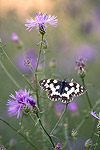 zum Foto des Monats Juli 2007