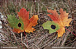 zum Foto des Monats Oktober 2008