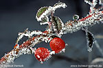 zum Foto des Monats Dezember 2010
