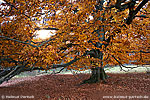 zum Foto des Monats Oktober 2010