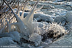 zum Foto des Monats Januar 2012